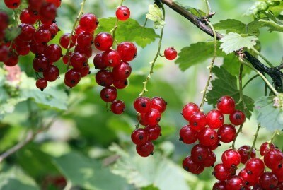 How to Grow Currants