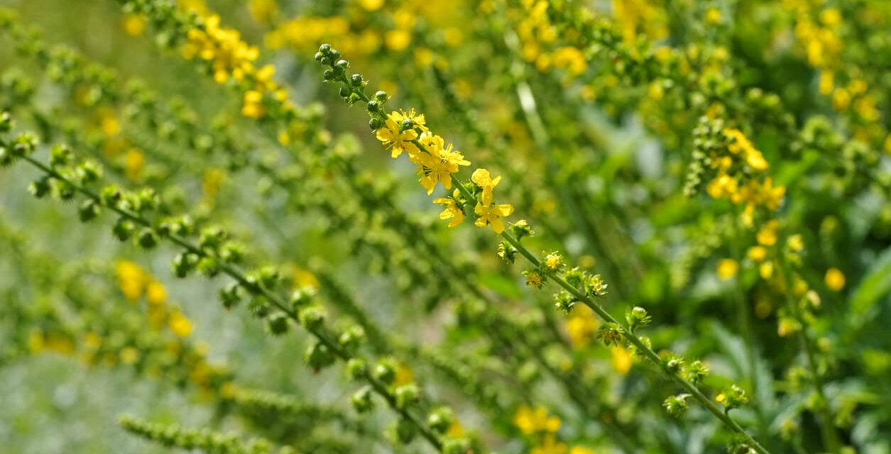 How to Grow Agrimony