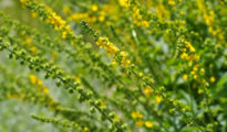 How to Grow Agrimony