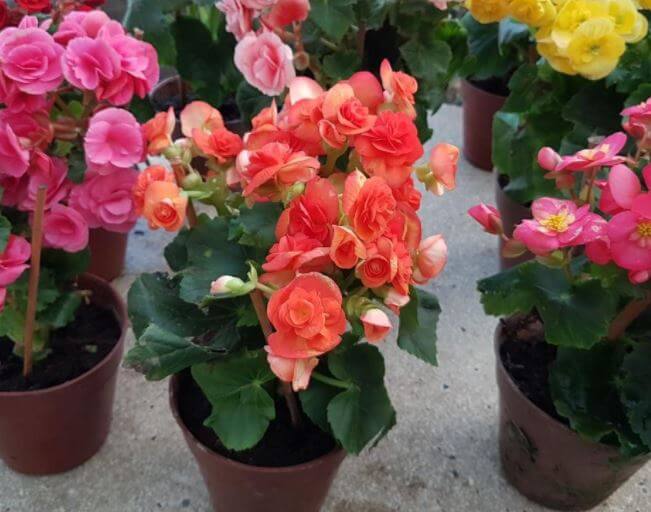 How to Grow Begonias