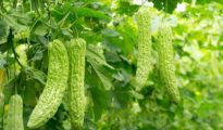 How to Grow Bitter Melon