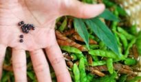 How to Grow Black Eyed Peas