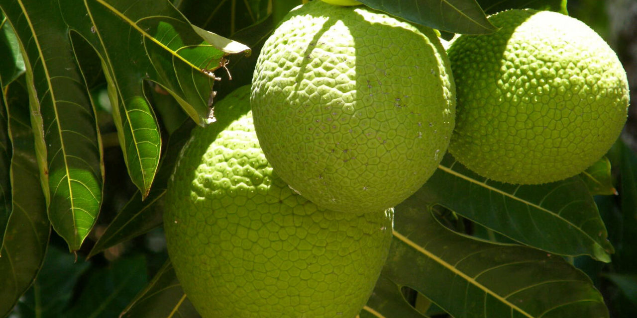 How to Plant Breadfruit Trees