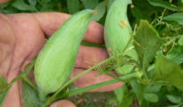 How to Grow Caihua AKA Stuffing Cucumber