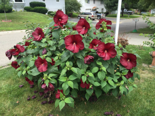 How to Care for Hibiscus Plants