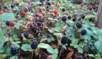 How to Grow Dewberries