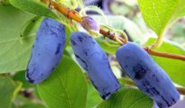 How to Grow Honeyberries in Pots