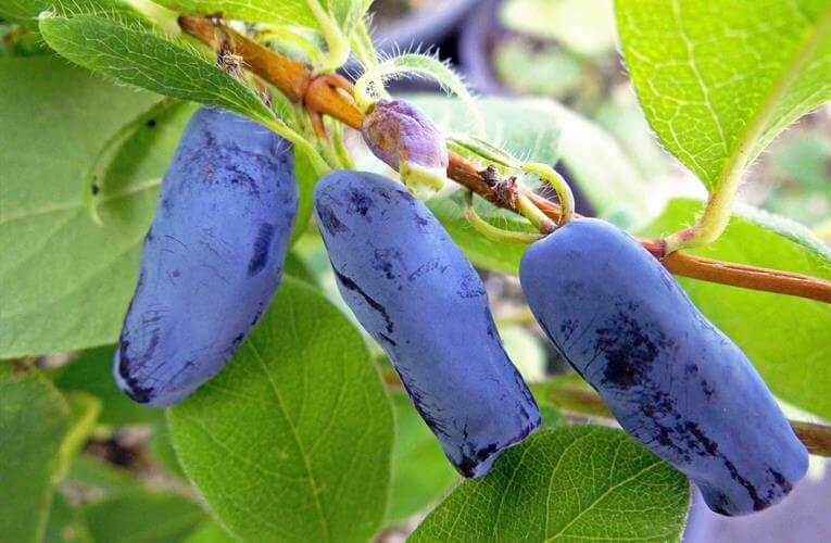 How to Grow Honeyberries in Pots