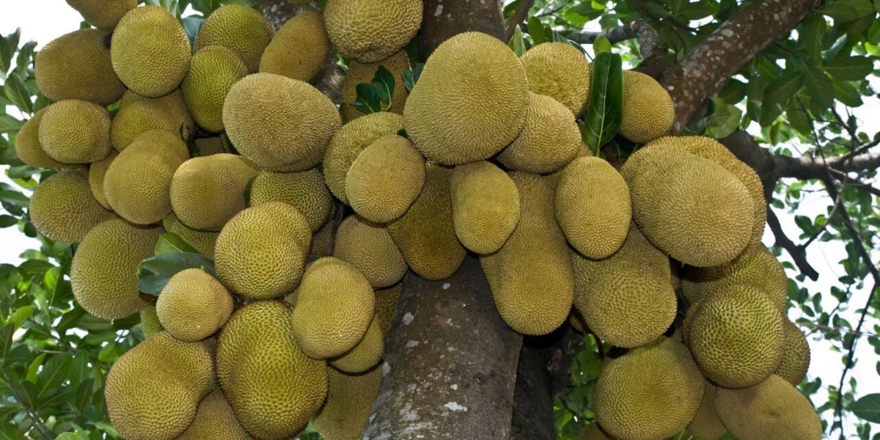 How to Grow Jackfruit