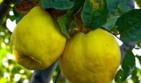 How to Grow Quince Trees