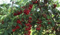Cherry Growing Tips: How to Grow Healthy, Delicious Cherry Tree