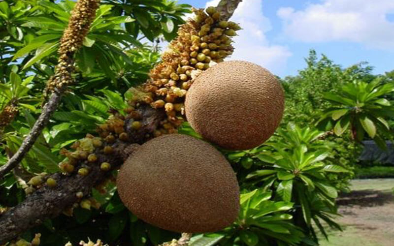 How to Grow a Mamey Tree AKA Sapote