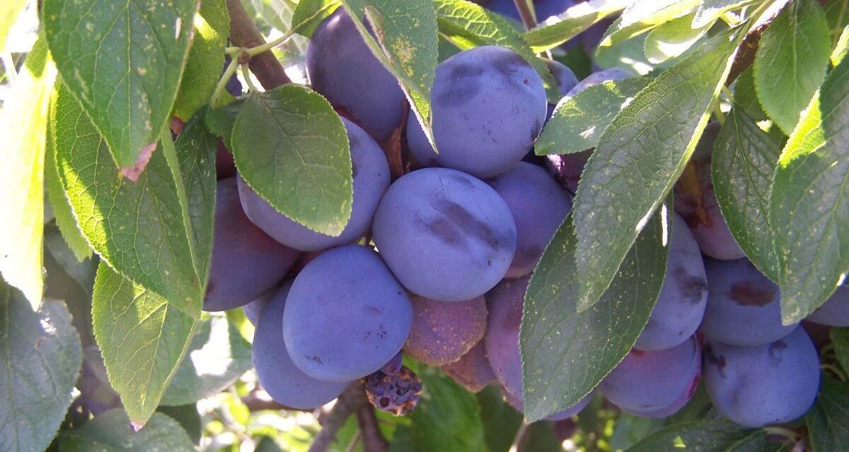 How to Grow Plum Trees