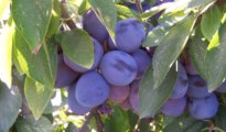 How to Grow Plum Trees