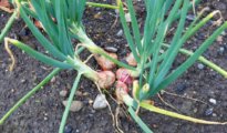 How to Grow Shallots