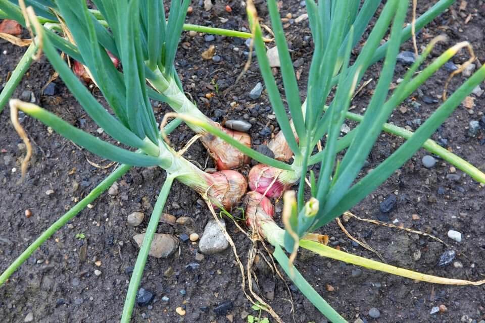 How to Grow Shallots