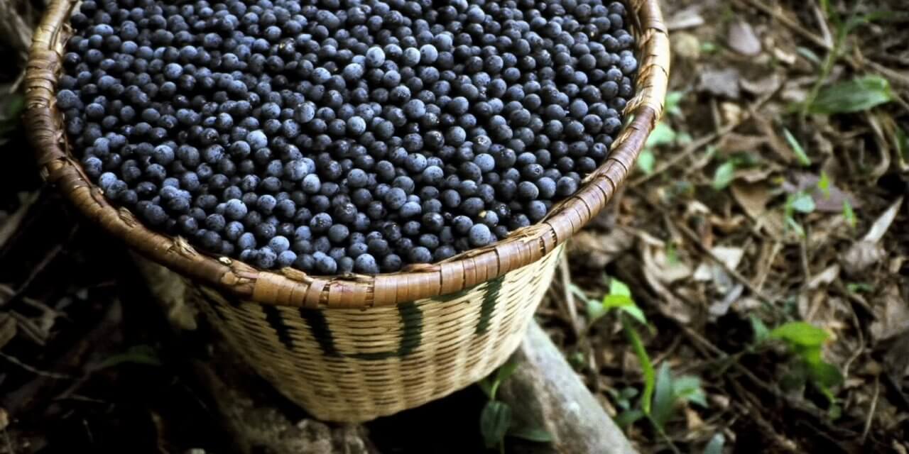 How to Grow Acai Berries