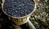 How to Grow Acai Berries