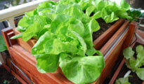 Growing Lettuce Indoors: How to Grow Lettuce Indoors