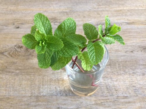 How to Grow Peppermint Plants at Home