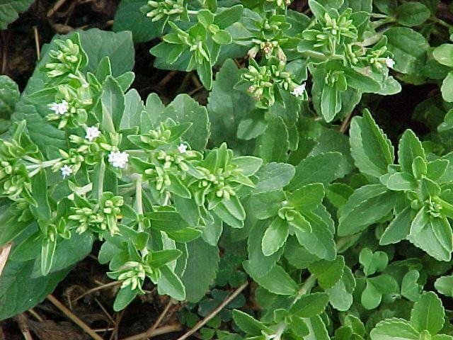 How to Grow Stevia Plants