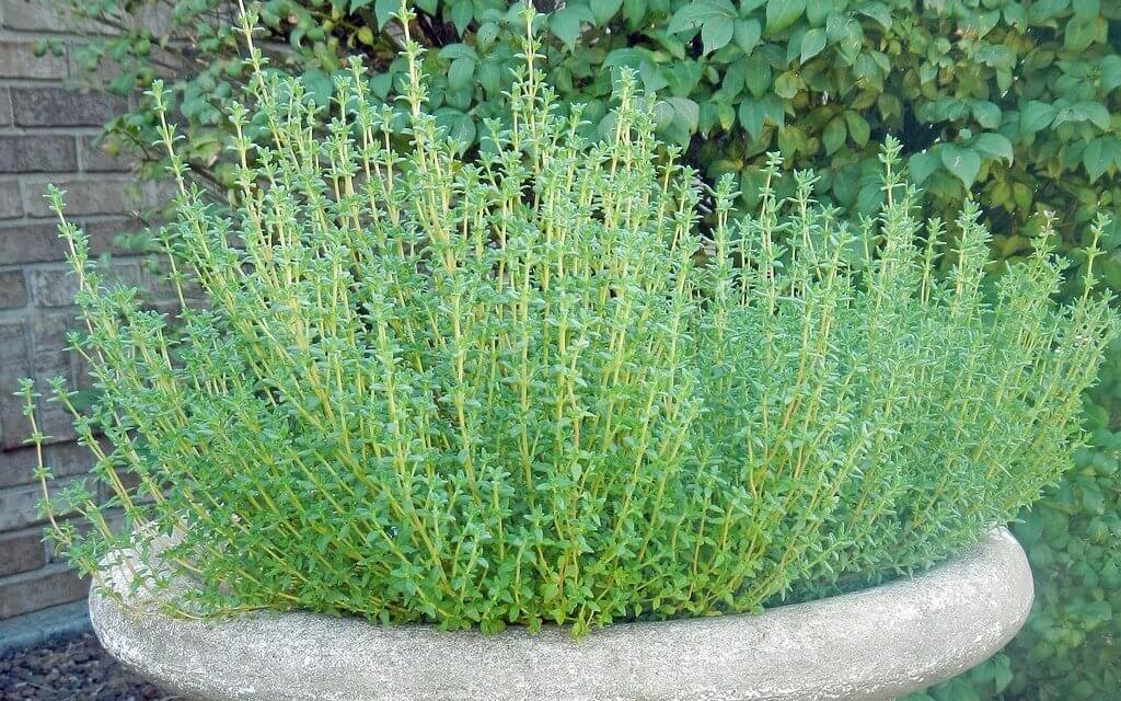 How to Grow Thyme