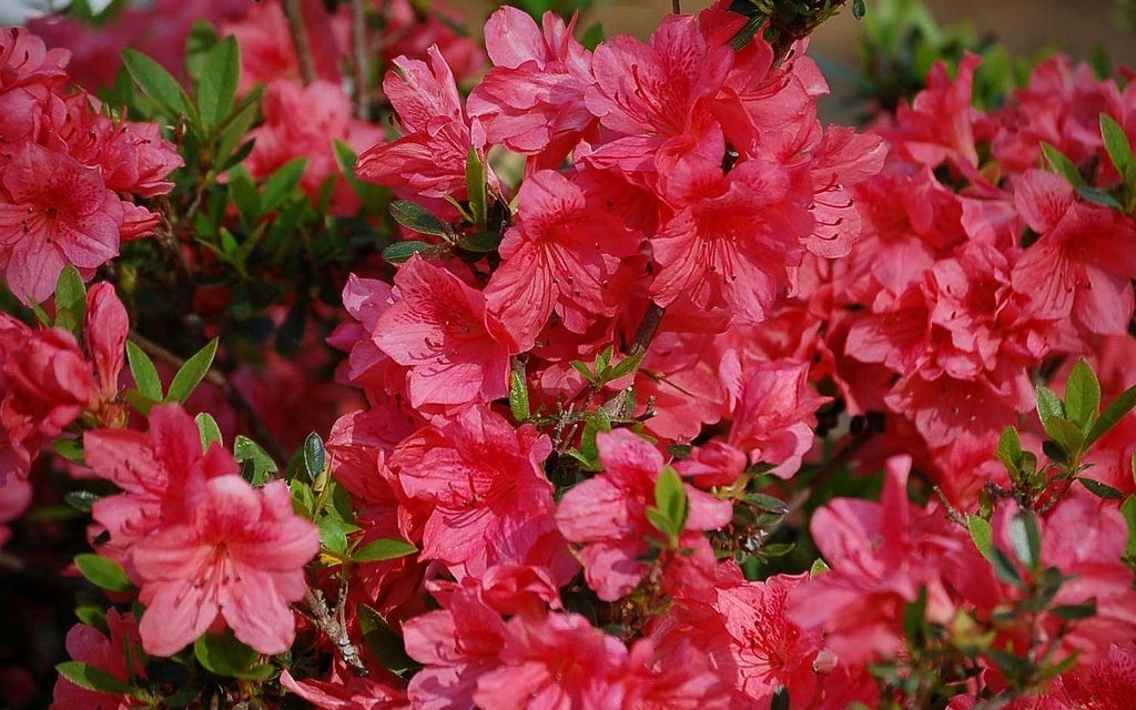 How to Plant Azaleas in Your Garden