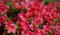 How to Plant Azaleas in Your Garden