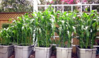 How to Grow Corn in Containers