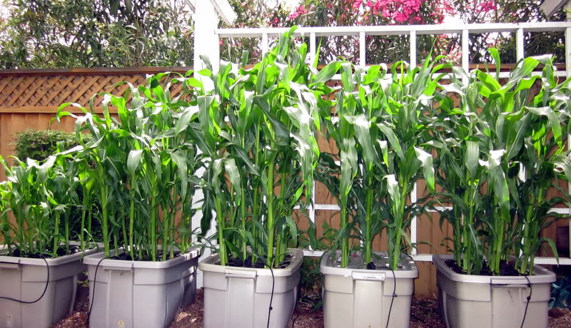 How to Grow Corn in Containers