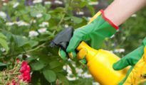 DIY Garden Insect Spray To Get Rid of Bugs