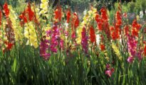 How to Plant Gladiolus