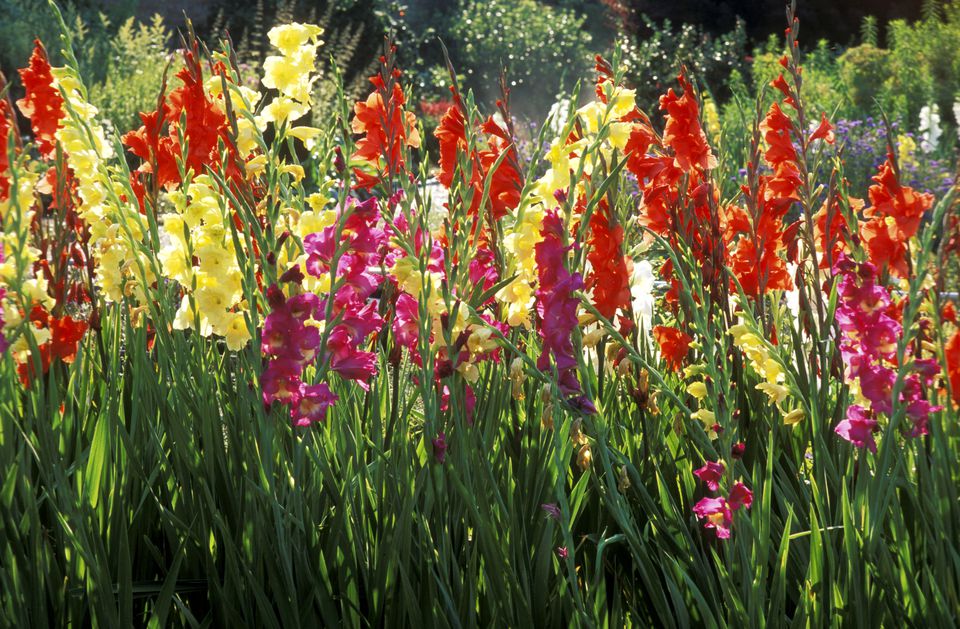 How to Plant Gladiolus