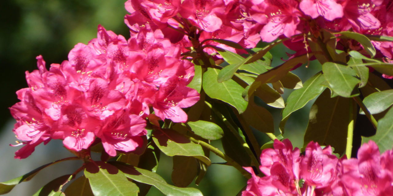 How to Plant Rhododendrons in Your Garden