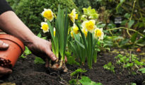 February Gardening: 6 Things to Do in February to Have a Great Garden in the Spring