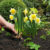 The Ultimate Guide to Planting Flower Bulbs: Unleashing Nature’s Colorful Masterpieces