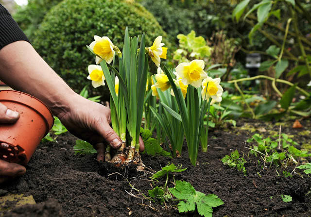 The Ultimate Guide to Planting Flower Bulbs: Unleashing Nature’s Colorful Masterpieces