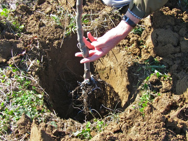 10 Tips for Growing Fruit Trees