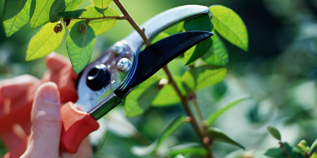 Proper Maintenance of Garden Shears and Pruners