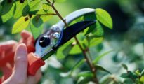 Proper Maintenance of Garden Shears and Pruners