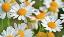 How to Grow and Harvest Chamomile