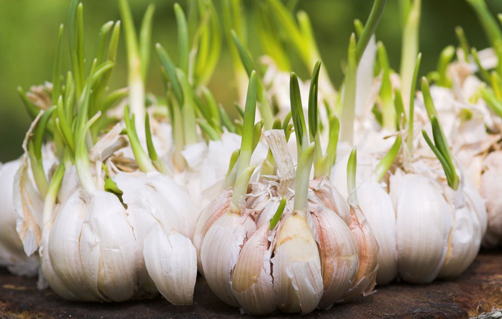 6 Garlic Growing Tips From the Pros