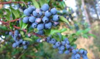 How to Grow Huckleberries