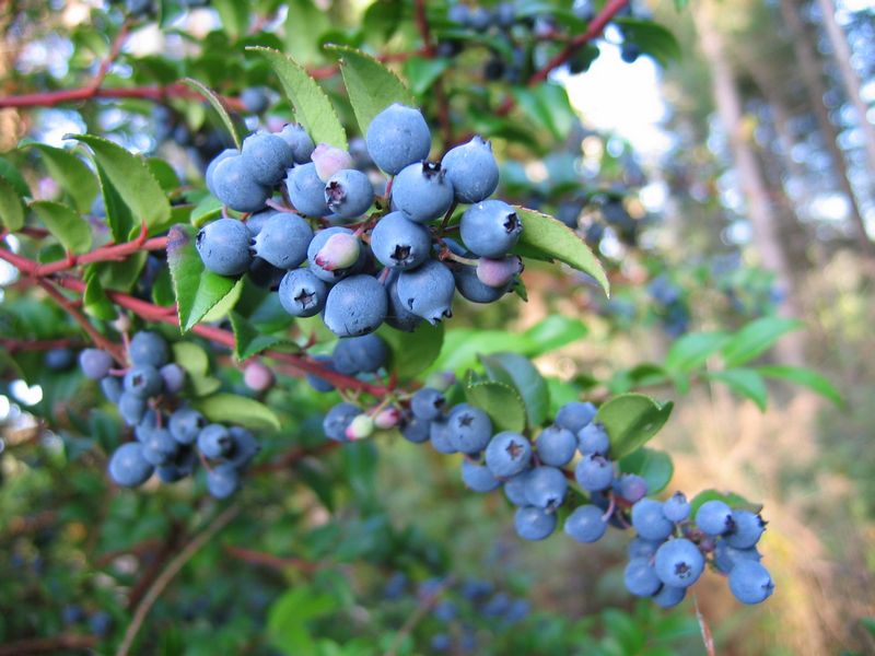 How to Grow Huckleberries