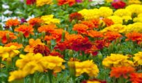 How to Plant Marigolds in Your Garden