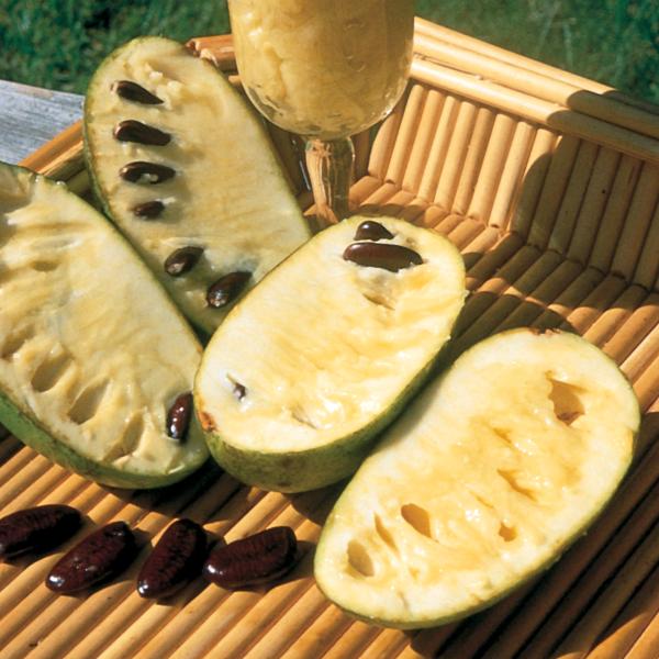 How to Grow Pawpaw Fruits