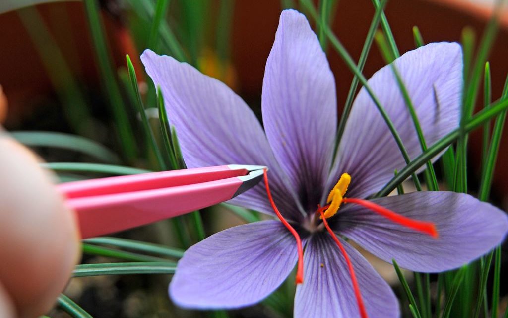 How to Grow Saffron Indoors