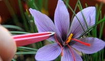 How to Grow Saffron Indoors