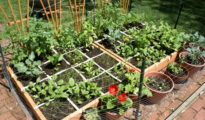 Vegetable Gardening For Beginners Guide