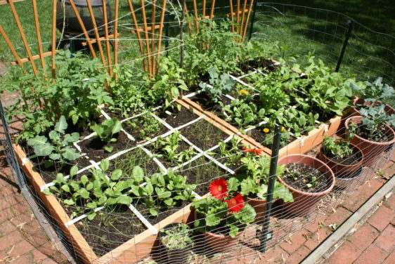 Organic gardening: Tips for growing a garden without the use of chemicals or synthetic fertilizers.